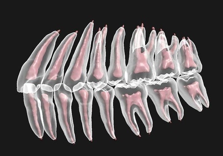 natural teeth anatomy root canal solid pulp set dental dentistry rootcanal tooth mouth dentaltechnology maxillar mandibular science biology 3d print model - Mito3D