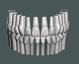 naturel dents typodonte maxillaire mandibulaire anatomie médicament émail dent dentisterie molaire dentine science biologie 3d print model - Mito3D