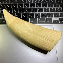 naturel des dents de baleine la dent dentaire l'anatomie art sculpture sculptures 3d print model - Mito3D
