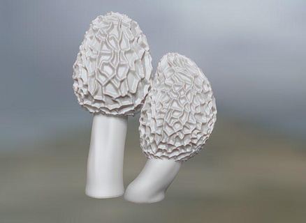 naturalista scultura Morel funghi fungo natura arte flora pianta foresta sculture decorazione design interni arredamento miniatura champignon morchella 3d print model - Mito3D