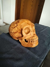 neanderthaler kafatası sanat fosil stoneage yineleme tarar kopyaları 3d print model - Mito3D