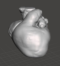 newborn human childs heart anatomy realsize science biology 3d print model - Mito3D