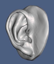 no16 natural human ear anatomy model surface texture auriclar body face prosthesis science biology 3d print model - Mito3D