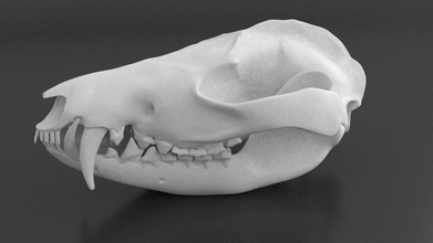 opossum cranio animale anatomia testa osso morto natura scheletro corpo morte scienza nord america biologia materiale formazione scolastica astronomia fisica 3d print model - Mito3D