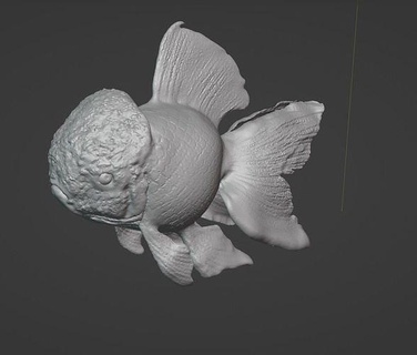 oranda fish stl aquarium nature koi orandafish koifish akvaryum sculpt sculpting blender statue balik obje heykel kafa head fishhead art sculptures 3d print model - Mito3D
