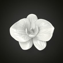 orchid flower nature beautiful flora plant landscape realistic 3d printing printable 3dprint jewelry science biology 3d print model - Mito3D