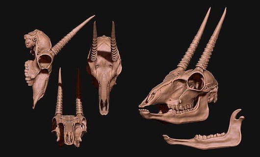 ourebia ourebi oribi crâne cnc OS bijoux tête anatomie squelette morte mort animal science métal miniatures biologie or argent figurines cerf ongulé africain 3d print model - Mito3D