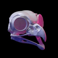 baykuş kafatası kemik gaga kuş anatomi bilim biyoloji iskelet gerçekçi mücevher yazdırılabilir 3d yazdır takı kolye 3d print model - Mito3D