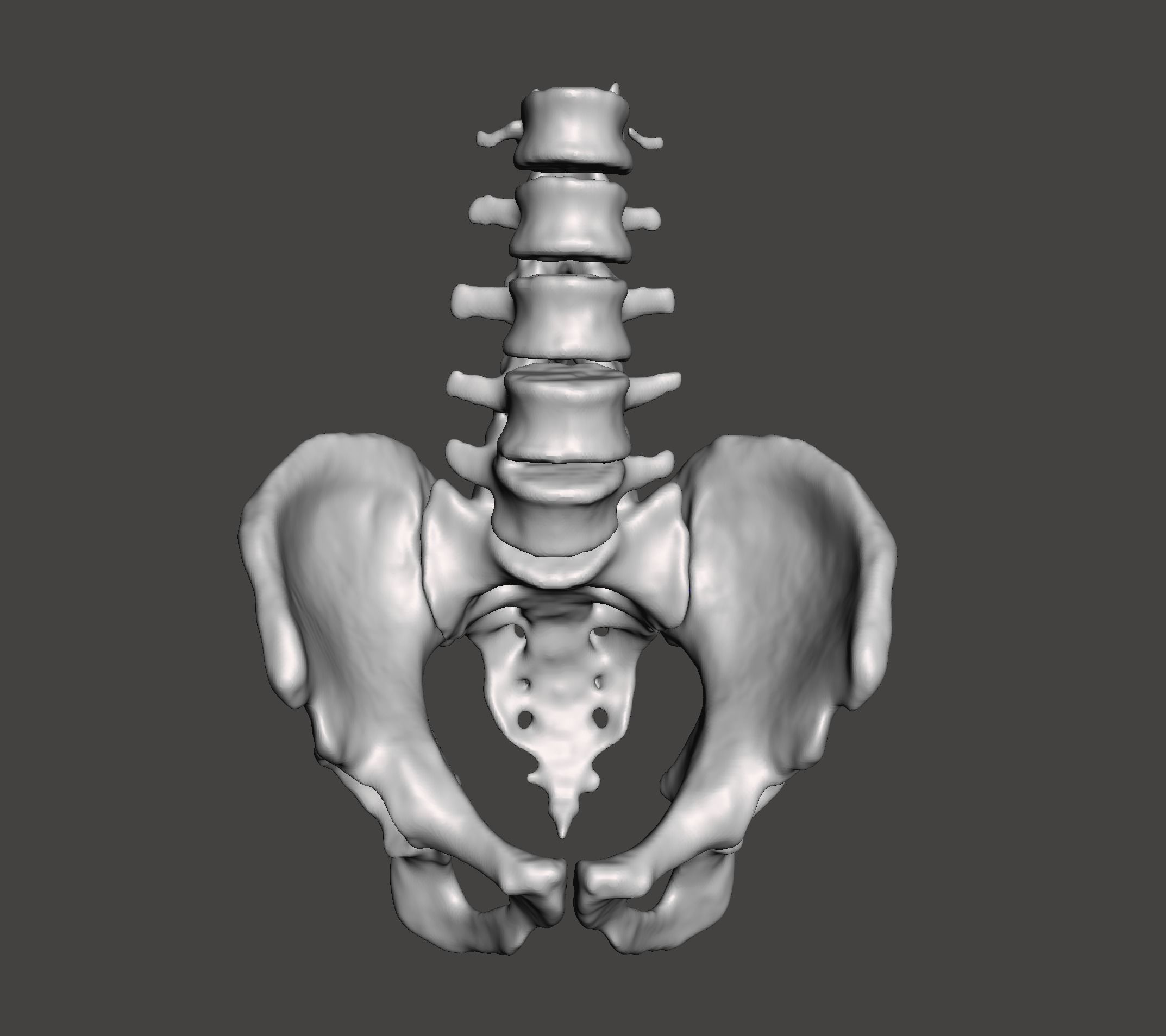 pelvic bone spine sacrum skeletal human science biology 3D print model - Mito3D