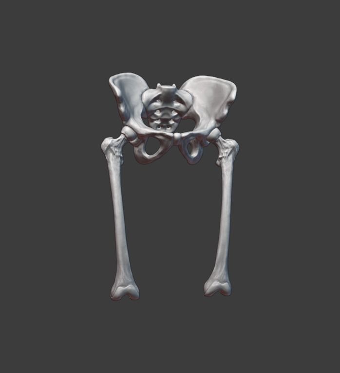 pelvis femurs anatomy bone sculpture body femur leg foot study skeleton human male bones hip joint lumbar science biology ilium sacrum 3D print model - Mito3D