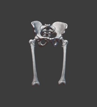 pelvis femurs anatomy bone sculpture body femur leg foot study skeleton human male bones hip joint lumbar science biology ilium sacrum 3d print model - Mito3D