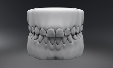 permanent teeth jaw human primary anatomy dental tooth dentistry science hygiene milk canine incisor lateral central molar biology scale scan replica 3d print model - Mito3D