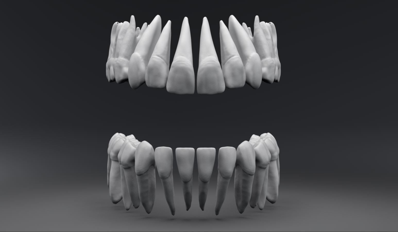 permanente dentes polpa cavidade humano primário anatomia dental dente odontologia ciência higiene leite canino incisivo lateral central molar escala varredura réplica biologia 3D print model - Mito3D