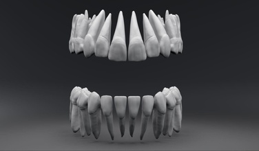 permanente dientes pulpa cavidad humano primario anatomía dental diente odontología ciencias higiene leche canino incisivo lateral central molar escala escanear réplica biología 3d print model - Mito3D