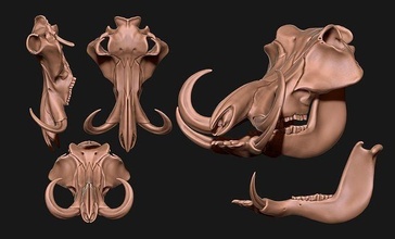 phacochère crâne cnc os bijoux bois tête anatomie squelette morte mort animal tombe science métal miniatures biologie figurines 3d print model - Mito3D
