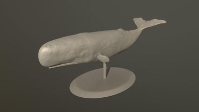 fizikçi makrosefali kaşalot balina Köpekbalığı deniz doğa orca Sanat heykeller 3d print model - Mito3D