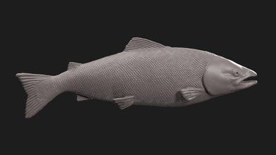 pink salmon 1 fish 3dprint 3dmodels art sculptures 3d print model - Mito3D