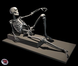 maschio femmina scheletro posabile anatomia scienza medico riferimento ossatura umano anatomico corpo medicinale arte sculture 3d print model - Mito3D