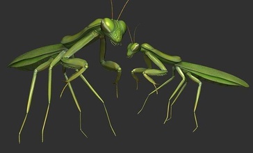 praying mantis nature insect wildlife invertebrate eerie spider leaf beetle wasp science biology 3d print model - Mito3D