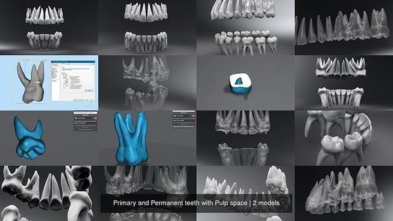 primary permanent teeth pulp space anatomy milk biology molar canine cavity central replica scale scan human dental dentition science 3d print model - Mito3D