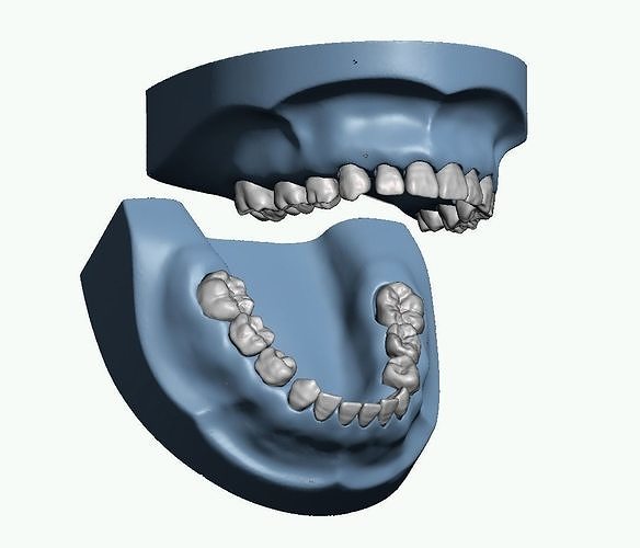 primär zähne fruchtfleisch base kiefer knochen zahnheilkunde dental anatomie zahn anatomisch emaille zahnarzt milchzahn wissenschaft biologie 3D print model - Mito3D