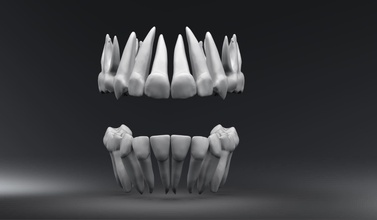 primary teeth pulp cavity anatomy dental tooth dentistry science hygiene milk canine human incisor lateral central molar scale scan replica biology 3d print model - Mito3D