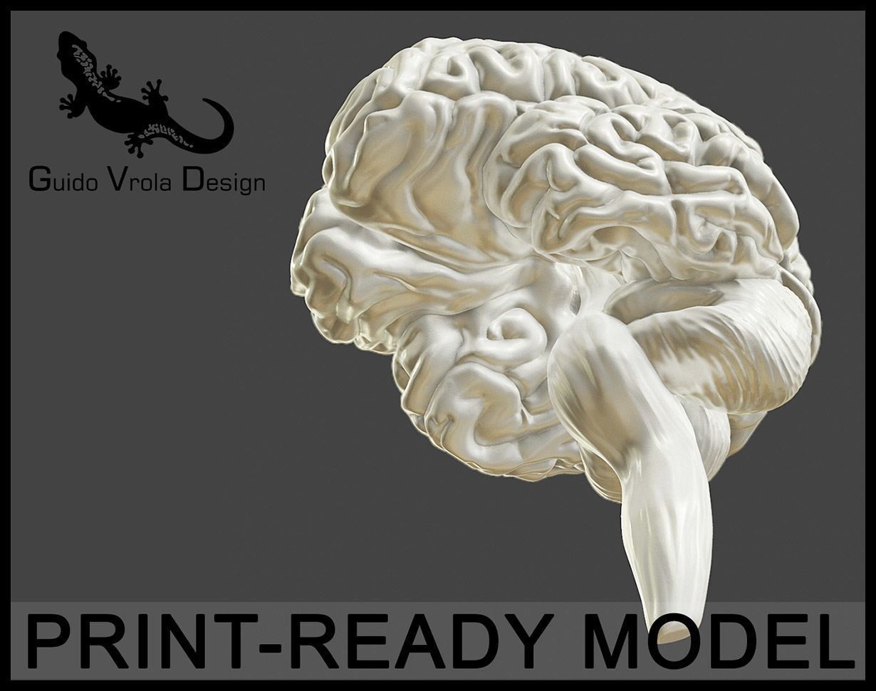 yazdırılabilir doğru insan beyin anatomi vücut beyincik korteks baş tıbbi nöroloji organ bilim ilmi detaylı hazır to yazdır biyoloji 3D print model - Mito3D