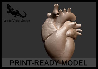 printable accurate human heart science anatomy aorta cardiology heart human organ medical medicine vein ready printable accurate detailed guido science biology human anatomy human heart