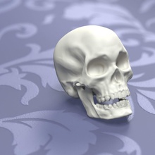 printable skull human anatomy male bone skeleton biology spine cervical cranium science anatomical skeletal system body art sculptures halloween 3d print model - Mito3D