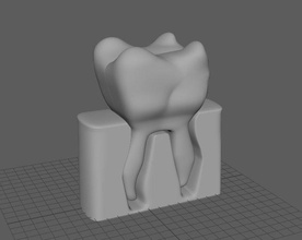 printable tooth science sectioned anatomical anatomyc dental dentist human gengiva gum medical molar mounth biology 3d print model - Mito3D