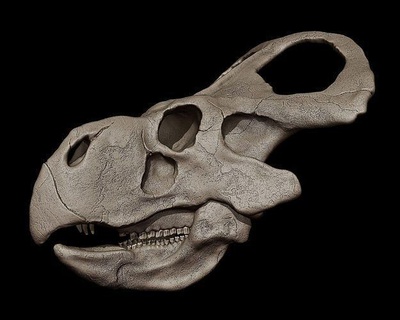 Protoceratops crâne dinosaure créature disparu préhistorique jurassique lézard bête tricératops monstre animal tyrannosaure trex OS fossile rapace art sculptures 3d print model - Mito3D