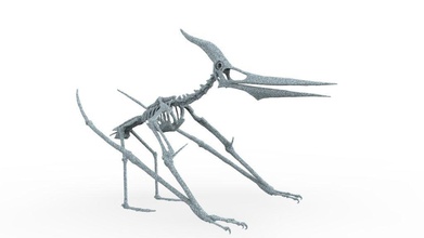 pteranodon esqueleto dinosaurio extinto pteradáctilo volador fósil prehistórico jurásico hueso bestia animal hogar casa decoración arte esculturas 3d print model - Mito3D