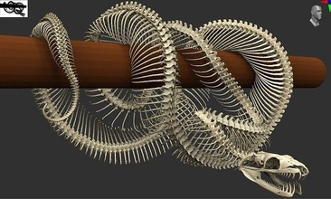 pitone scheletro serpente lampada decorazione scansionato stampabile repliche cranio animale scansione stampa colonna vertebrale scienza osso rettile arte scansioni 3d print model - Mito3D