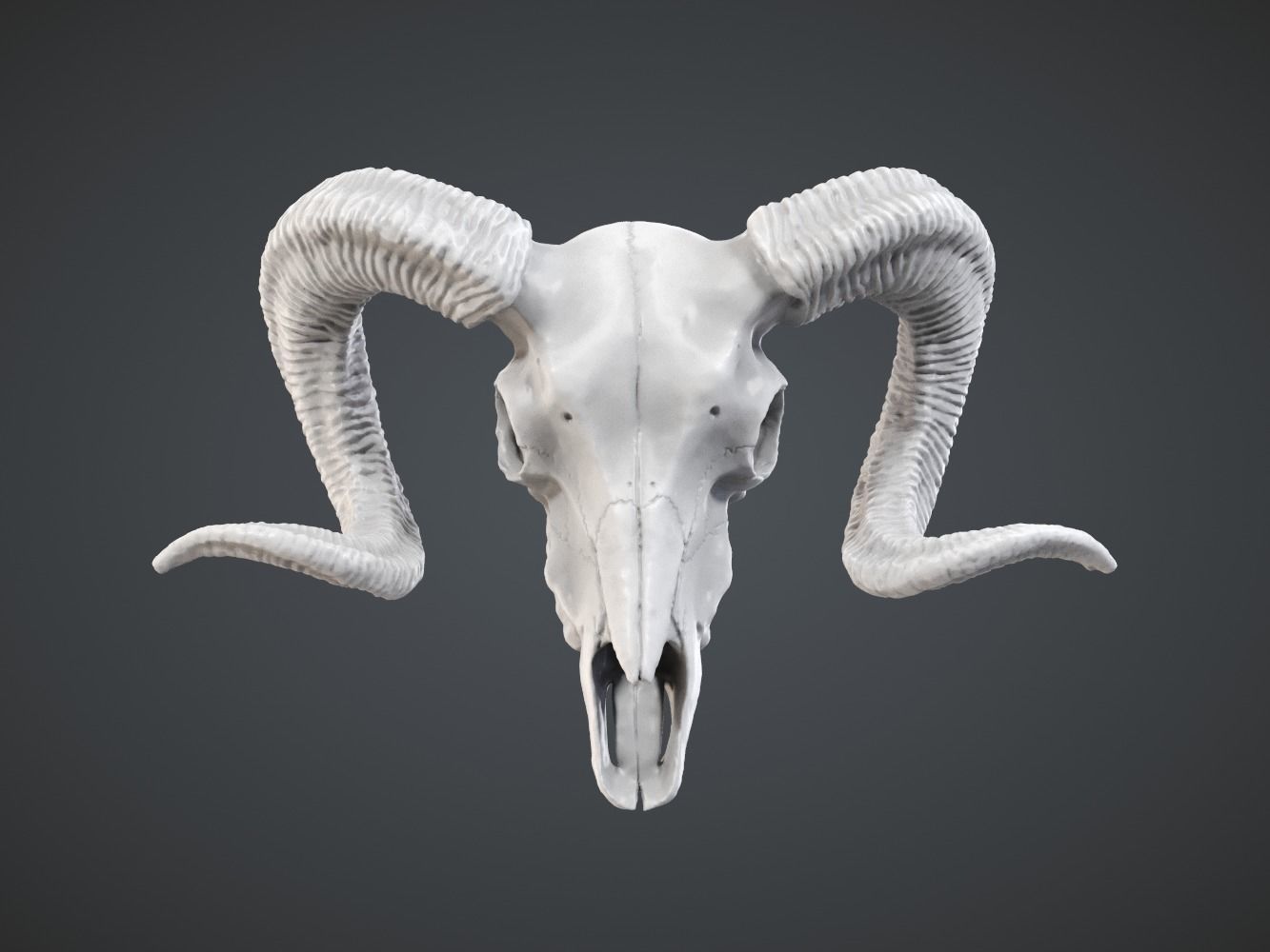 ram skull pendant sheep goat lamb sheap aries bighorn animal anatomy horn bone jewelry pendants 3D print model - Mito3D