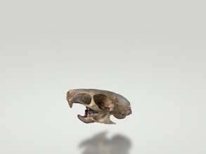 rata cráneo naturaleza animal fauna silvestre biología bosque 3d 3dskull calvera calavera3d calaveraderata ciencias 3d print model - Mito3D