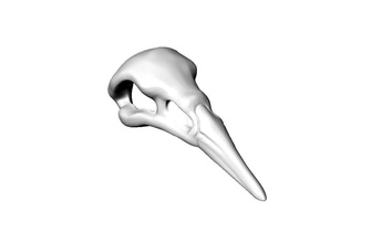 raven cráneo la joyería el collar de aves hueso impresión 3d crow pico mandíbula helm awe los collares 3d print model - Mito3D