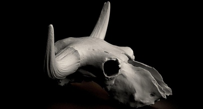 real bizon skull scan print horror creature grave halloween nature scary art bone dark anatomy skeletal system headstone rip die demon tombstone science biology 3d print model - Mito3D