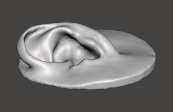 real humana anatomía del oído art la oreja cuerpo parte de cara ciencia las esculturas prótesis 3d print model - Mito3D