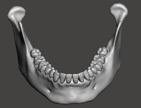 real human mandibular jaw anatomy teeth science mandibular jaw human teeth anatomy lower skull dental science biology