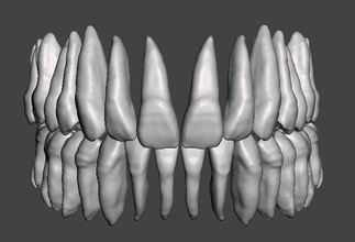 real human teeth anatomy maxillary mandibular science teeth dental anatomy natural dentist maxillary mandibular science biology