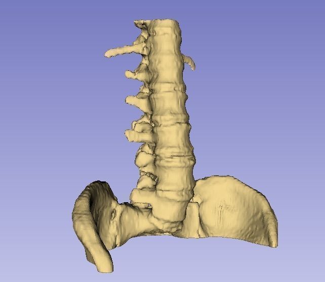 real human vertebral column button medical gadgetchallenge statur stature science biology electrical switch 3D print model - Mito3D