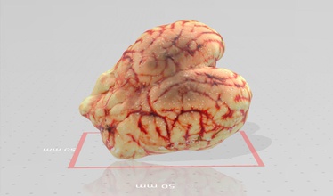 la vita reale cowbrain 3d modello di stampa animale natura fauna selvatica vero vivere scienza biologia scansione cavallo mucca cervello 3d print model - Mito3D