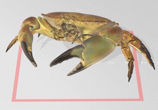 real life crab fish animal sea claw crustacean nature ocean water wildlife living science biology scan 3d print model - Mito3D