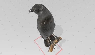 real leben krähe 3d drucken modell tier klaue natur tierwelt wissenschaft biologie scan vogel holz luft rabe 3d print model - Mito3D