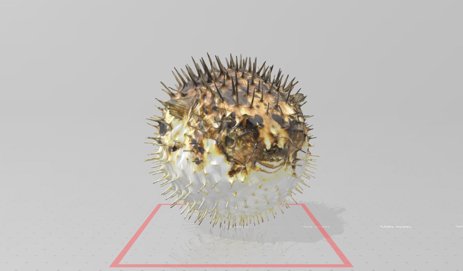 gerçek hayat hadgehog balık 3d yazıcı modeli hayvan deniz doğa okyanus su yaban hayatı yaşayan bilim biyoloji tarama hadgehogfish 3D print model - Mito3D