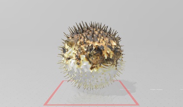 a vida real hadgehog peixes 3d modelo de impressão peixe animais do mar natureza oceano água selvagem vivendo ciência biologia scan hadgehogfish 3d print model - Mito3D