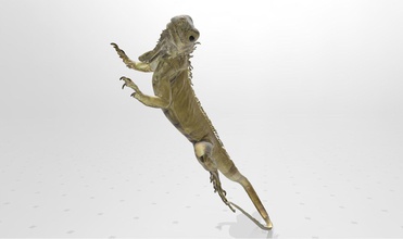 a vida real iguana de impressão 3d do modelo animais natureza oceano água selvagem vivendo ciência biologia scan selva floresta madeira 3d print model - Mito3D