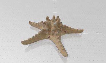real leben seestern 3d drucken modell fisch tier meer natur ozean wasser tierwelt wissenschaft biologie scan star 3d print model - Mito3D