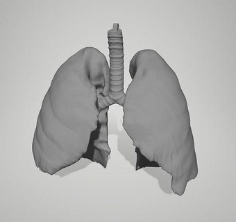 real lungs anatomy science medical education biology 3dprint human windpipe 3d print model - Mito3D