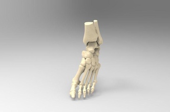 real tamanho humano esquerda pé anatomia ossos mri imprimível corpo ciência médico esqueleto biologia 3d print model - Mito3D